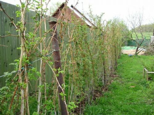 Готовим малину к зиме правильно. Осенняя обрезка малины 06 Готовим малину к зиме правильно. Осенняя обрезка малины 06