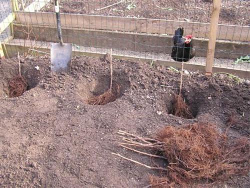 Нужно ли перекапывать малину. Посадка