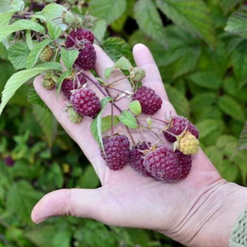 Зачем садоводы оставляют в зиму всю поросль малины. Почему некоторые садоводы оставляют все побеги и поросль малины зимовать без укрытия 06