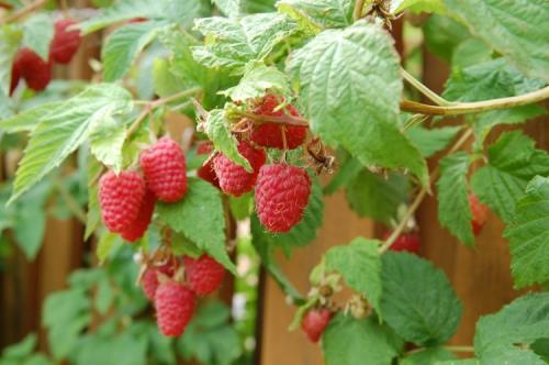 Ремонтантная малина нужно ли обрезать на зиму. Как обрезать и готовить ремонтантную малину к зиме?