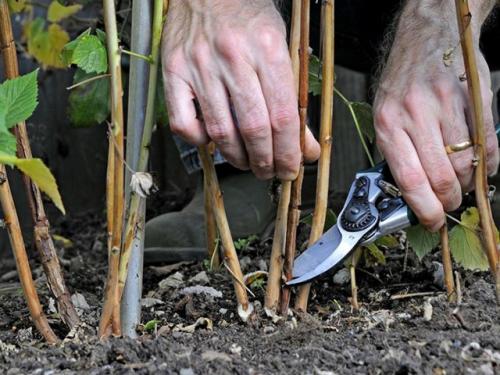 Сколько побегов оставлять на ремонтантной малине. Способы обрезки