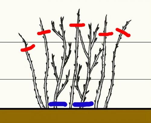 На какую высоту обрезать малину. Как обрезать малину осенью: схемы, правила, шаги
