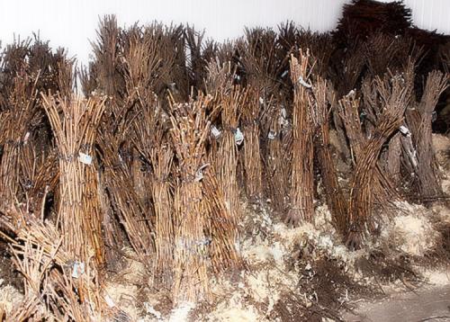 Осенняя пересадка малины. Пересадка малины осенью на новое место: основные методы и уход