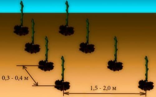 Осенняя пересадка малины. Пересадка малины осенью на новое место: основные методы и уход