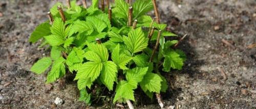 Посадка малины осенью: когда и как правильно посадить