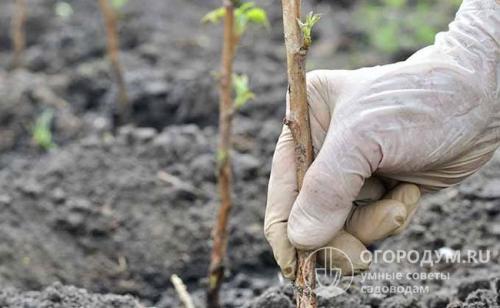 Яма под малину. Как выбрать здоровый саженец