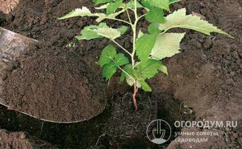 Яма под малину. Как выбрать здоровый саженец