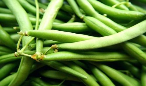 Как определить спелость стручковой фасоли. Биологические характеристики и особенности выращивания 14