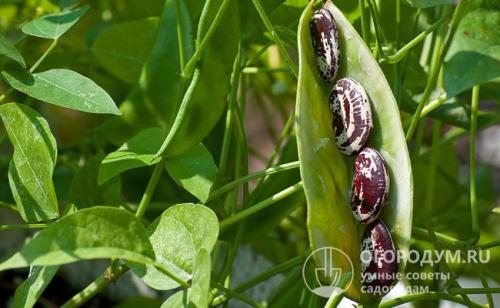 Как определить спелость стручковой фасоли. Биологические характеристики и особенности выращивания