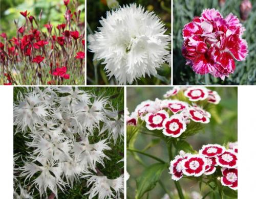 Гвоздика многолетняя низкорослая. Описание растения