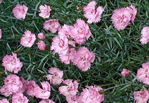 Как ухаживать за гвоздикой садовой осенью. Гвоздика. Советы по уходу