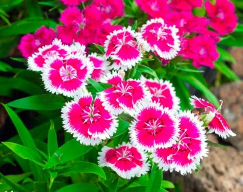 Гвоздика многолетняя зимовка. Особенности гвоздики китайской