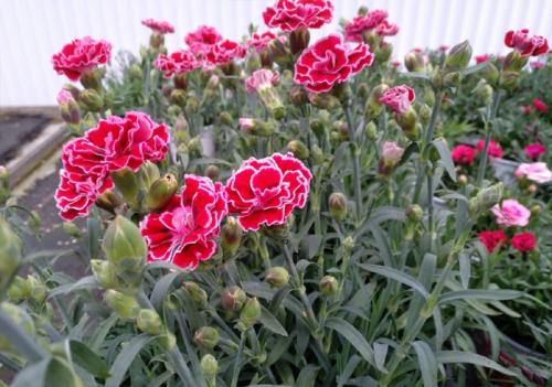 Гвоздика многолетняя низкорослая. Описание растения