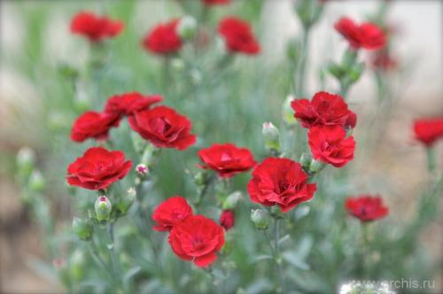 Гвоздика садовая однолетняя. Гвоздика однолетняя посадка и уход фото