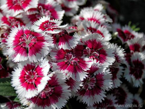 Гвоздика садовая однолетняя. Гвоздика однолетняя посадка и уход фото