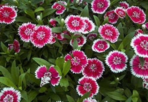 Как ухаживать за гвоздикой садовой осенью. Гвоздика. Советы по уходу