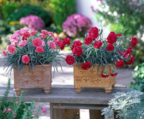 Гвоздика многолетняя низкорослая. Описание растения