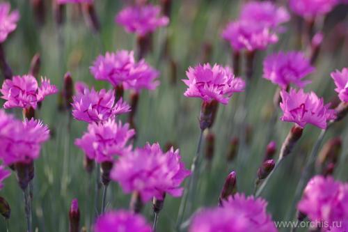Гвоздика садовая однолетняя. Гвоздика однолетняя посадка и уход фото