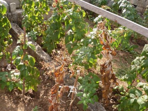 Почему засохла малина после зимы. Сохнут листья и ягоды малины — Как бороться с увяданием?