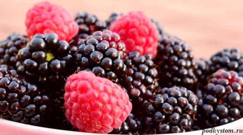 Готовлю малину и ежевику к зиме. Сладкие заготовки на зиму: малина и ежевика