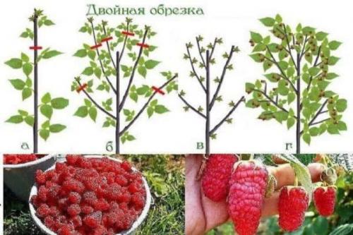 Можно ли обрезать малину в мае. Как правильно проводить обрезку малины весной: пошаговое руководство