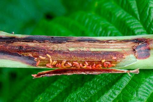 Засыхают ветки малины. Усыхание ветвей и ягод: грибки или побеговая галлица