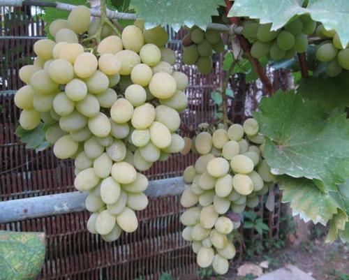 Вкусные сорта винограда. Самые лучшие и популярные белые сорта столового винограда: топ-10