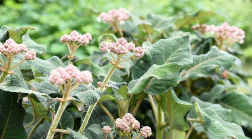 Серая или пепельная гортензия. Редкие виды гортензии: Саржента, пильчатая, пепельная и почвопокровная 01