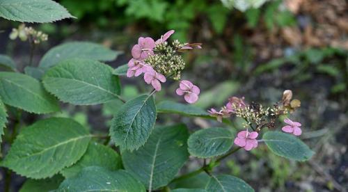 Серая или пепельная гортензия. Редкие виды гортензии: Саржента, пильчатая, пепельная и почвопокровная 02