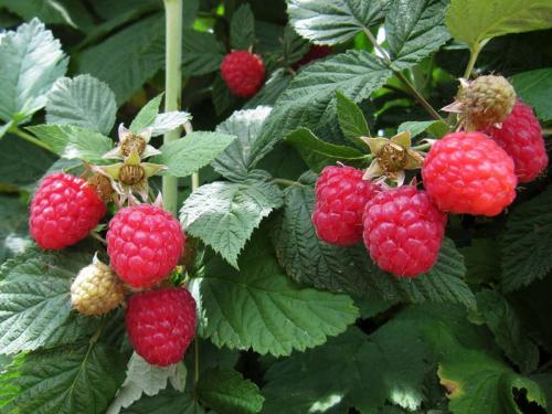 Обработка малины хорусом. Как и чем обработать малину весной