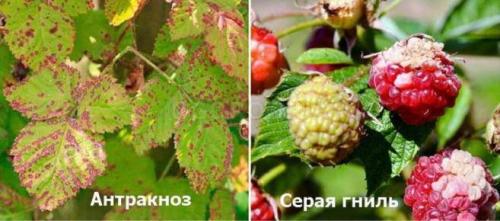 Обработка малины медным купоросом. Как правильно обработать малину