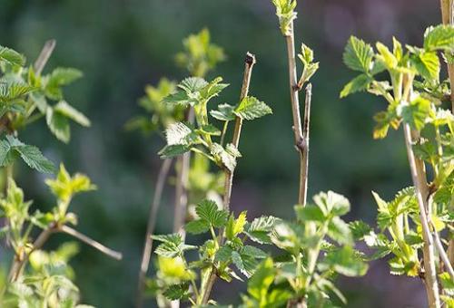 Обработка малины медным купоросом. Как правильно обработать малину