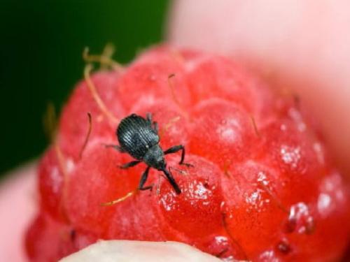 Обработка малины хорусом. Как и чем обработать малину весной