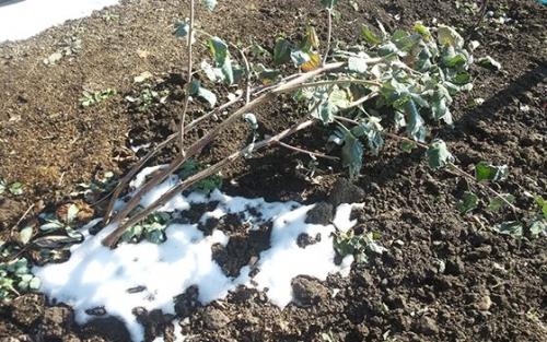 Обработка малины медным купоросом. Как правильно обработать малину