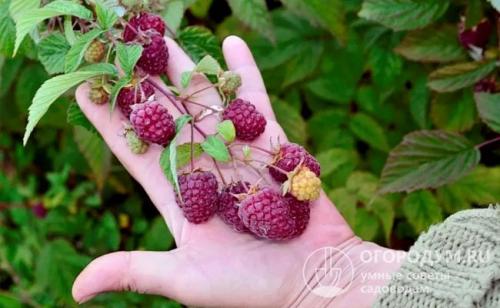 Место для посадки малины. «Малиновый конвейер»