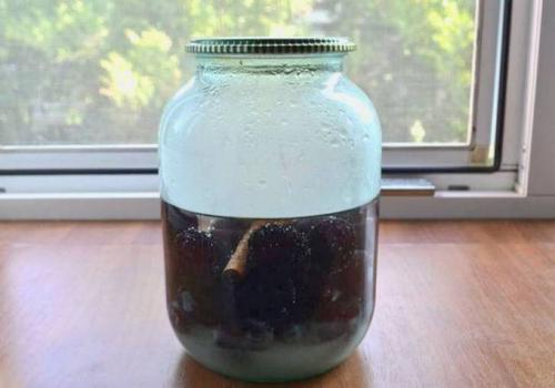 Компот из сливы на зиму — простой рецепт 27