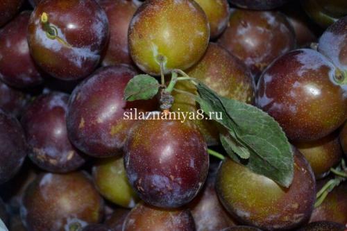 Компот из сливы на зиму — простой рецепт 07