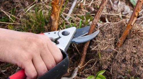 Уход за малиной ранней весной. Правила по уходу за ремонтантной малиной весной
