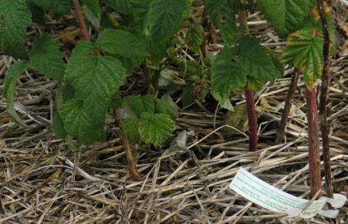 Подкормка и уход за малиной. Подкормка садовой малины с весны до осени