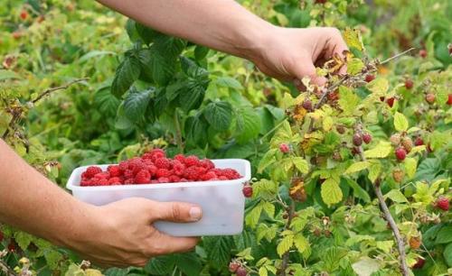 Подкормка и уход за малиной. Подкормка садовой малины с весны до осени