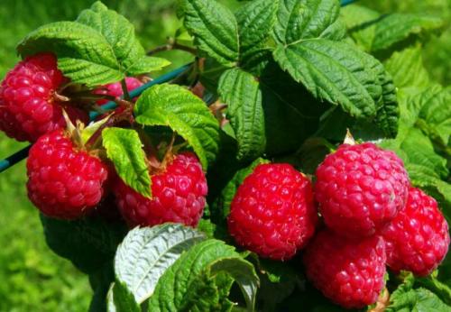 Осенний уход за малиной. Уход за малиной осенью: посадка, обрезка и подкормка малины, подготовка к зиме 11