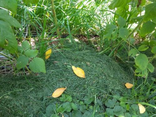 Осенний уход за малиной. Уход за малиной осенью: посадка, обрезка и подкормка малины, подготовка к зиме 12