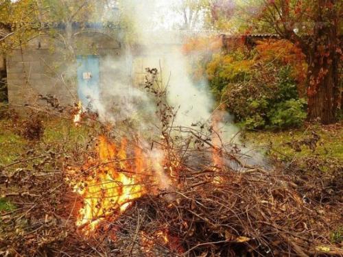 Как обрезать малину. Особенности обрезки малиновых кустов осенью