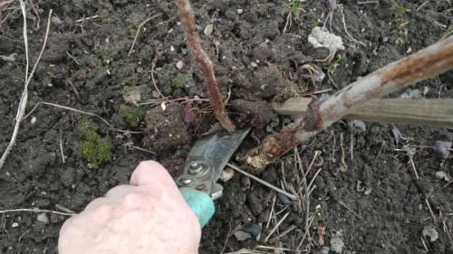 Как ухаживать за малиной весной. Обрезка 