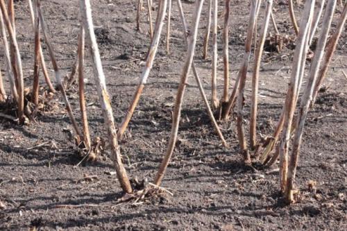 Уход за малиной ранней весной. Правила по уходу за ремонтантной малиной весной