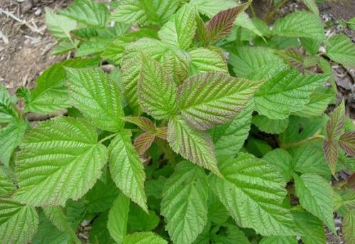 Подкормка и уход за малиной. Подкормка садовой малины с весны до осени