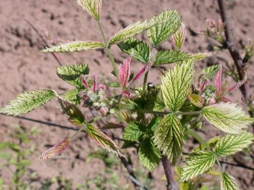 Подкормка и уход за малиной. Подкормка садовой малины с весны до осени