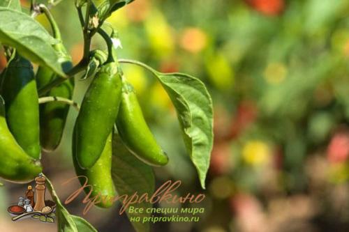 Халапеньо по-мексикански. Что такое халапеньо?