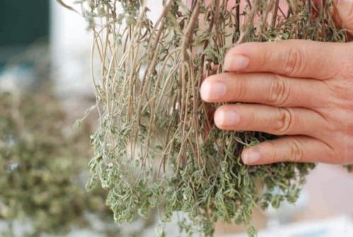 Как собирать чабрец. Чабрец — когда собирать и как сушить растение для лечебных и кулинарных целей