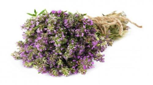 Как Хранить тимьян свежий. Чабрец Как Сушить И Хранить Для Чая — советы